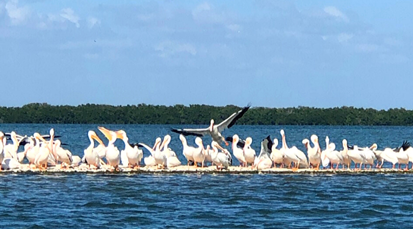 White Pelicans of Gasparilla Sound