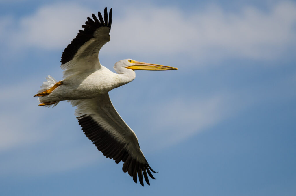 White pelicans of Gasparilla Sound