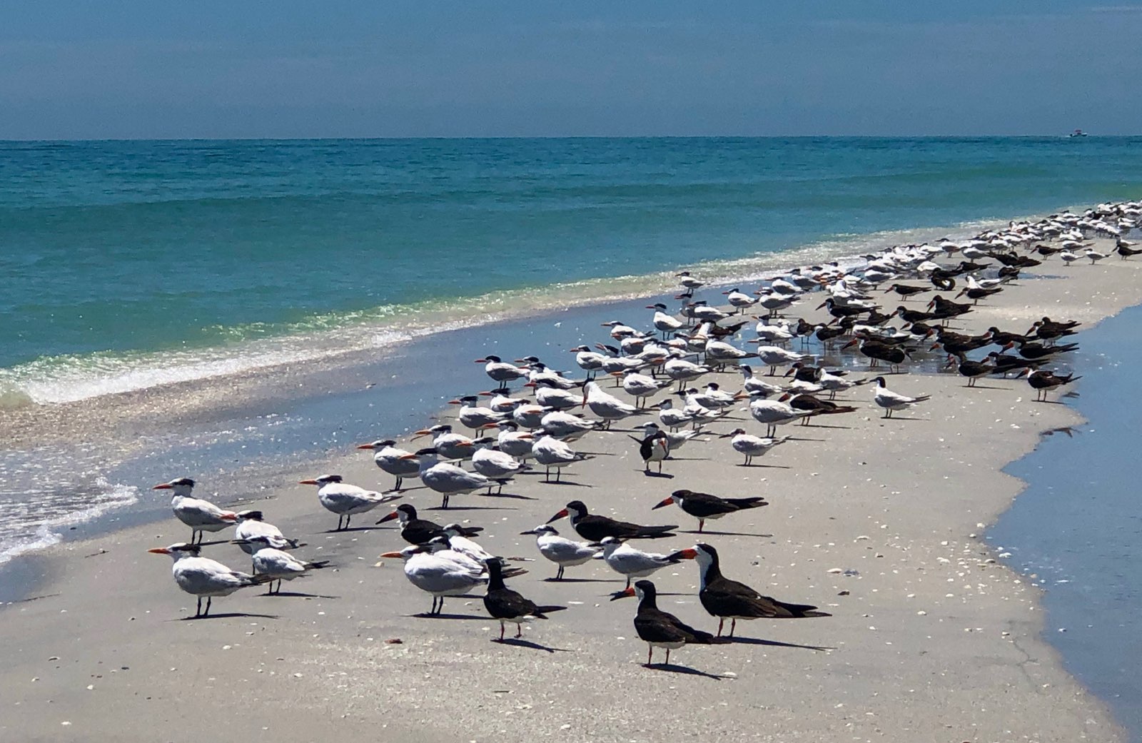 Black Skimmer Shorebirds Summer Nesting - The Carol Stewart Group