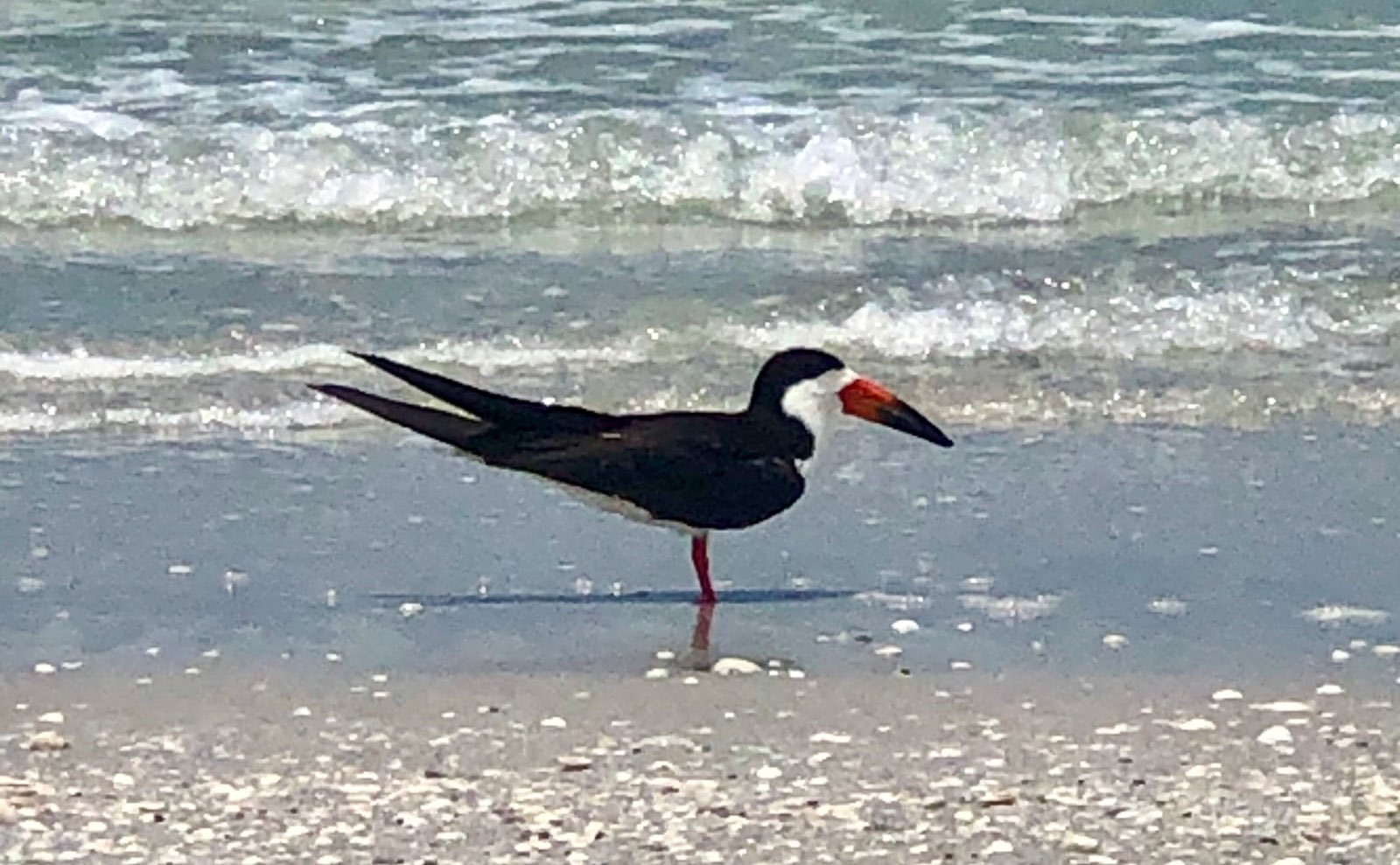Black Skimmer Shorebirds
