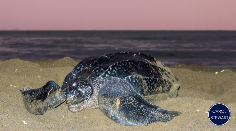 Sea Turtle Nesting in Boca Grande