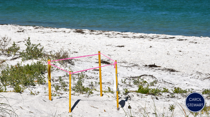 Sea Turtle Nesting Season in Boca Grande