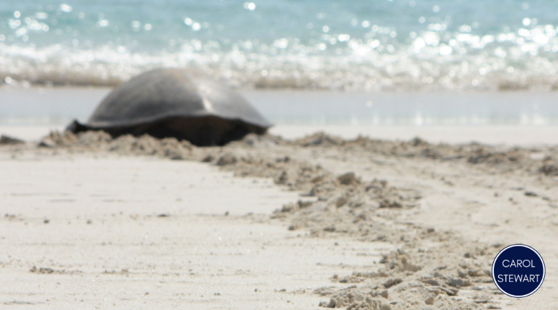 Sea Turtle Nesting Season in Boca Grande
