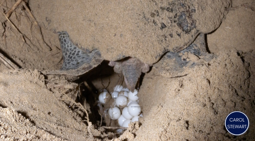 Sea Turtle Nesting Season in Boca Grande