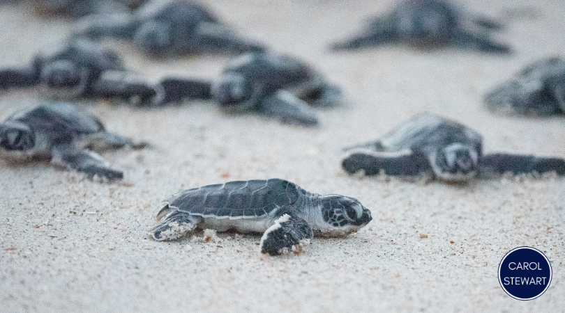 Sea Turtle Nesting in Boca Grande